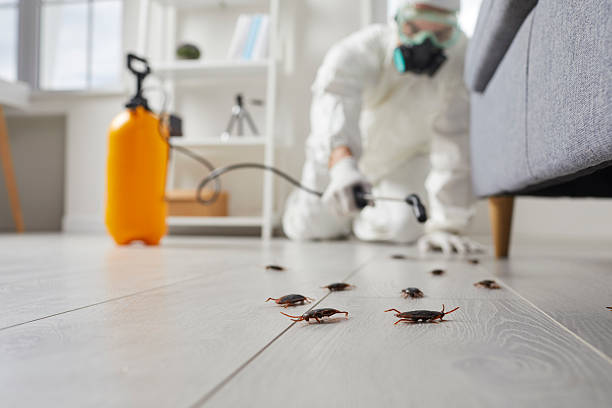 Post-Treatment Bed Bug Interceptor Monitoring in Essexville